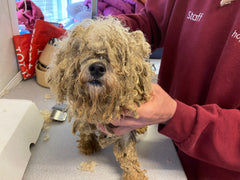 Small dog in very poor condition. Matted fur, dirty and frightened. 