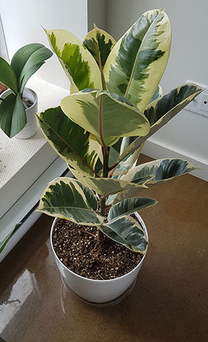 Ficus tineke