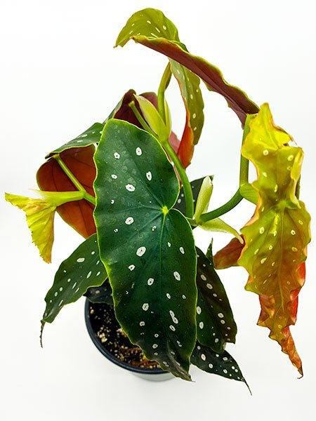 Begonia maculata - Plante d'intérieur - Montréal - Livraison