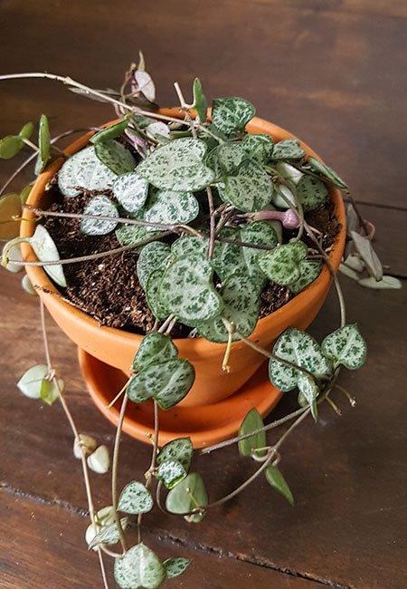 Rose du désert, Adenium obesum : culture et entretien