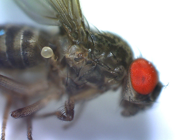 Red eyed fruit fly with MISC-MP2
