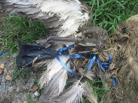 Bird carcass on the ground. Death from balloon entanglement