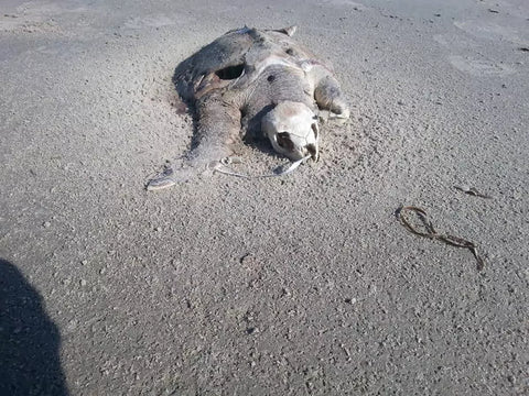 Dead Kemp's Ridley Sea Turtle from balloon ingestion