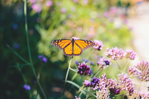 Monarch butterfly resting on pink and purple flowers