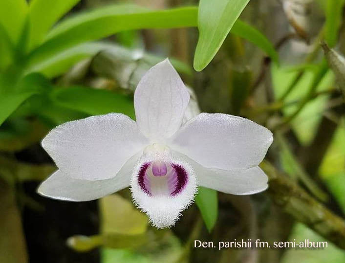 Dendrobium parishii var. semi-alba – Rare Species – Fragrant! – Orchid ...