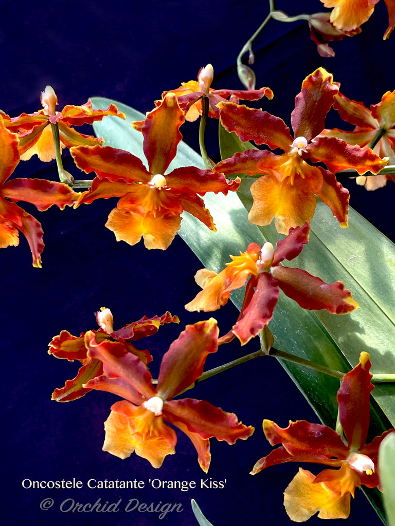 Oncostele Catatante Orange Kiss Floriferous Fragrant Orchid Design