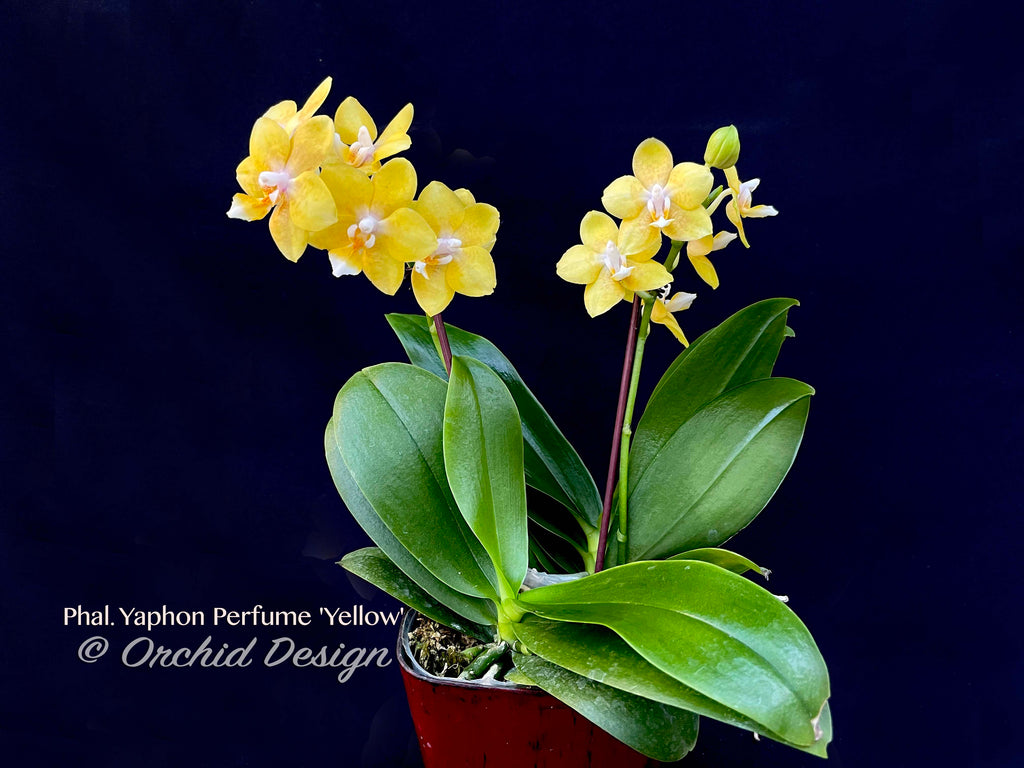 Precio descontado Venta al por mayor en línea Taiwán orquídea Phalaenopsis  yaphon perfüm Yellow con blütentrieben! Envío rápido (7 días)  