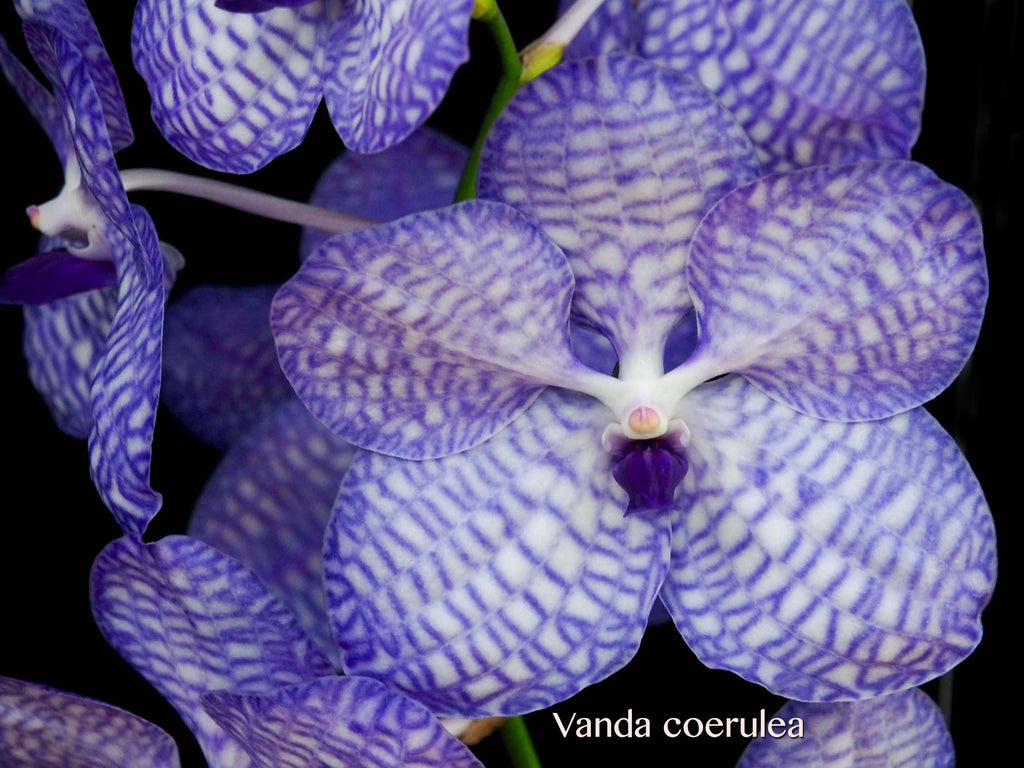 Vanda coerulea, Cool species, blooming size! – Orchid Design