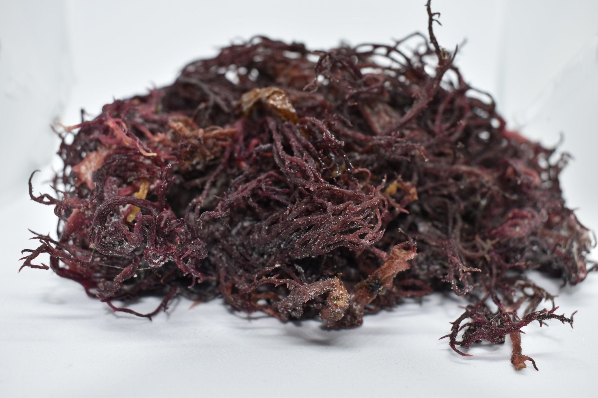 Wholesale Purple Sea Moss | Irish Moss | Wildcrafted – Red's Kitchen Sink