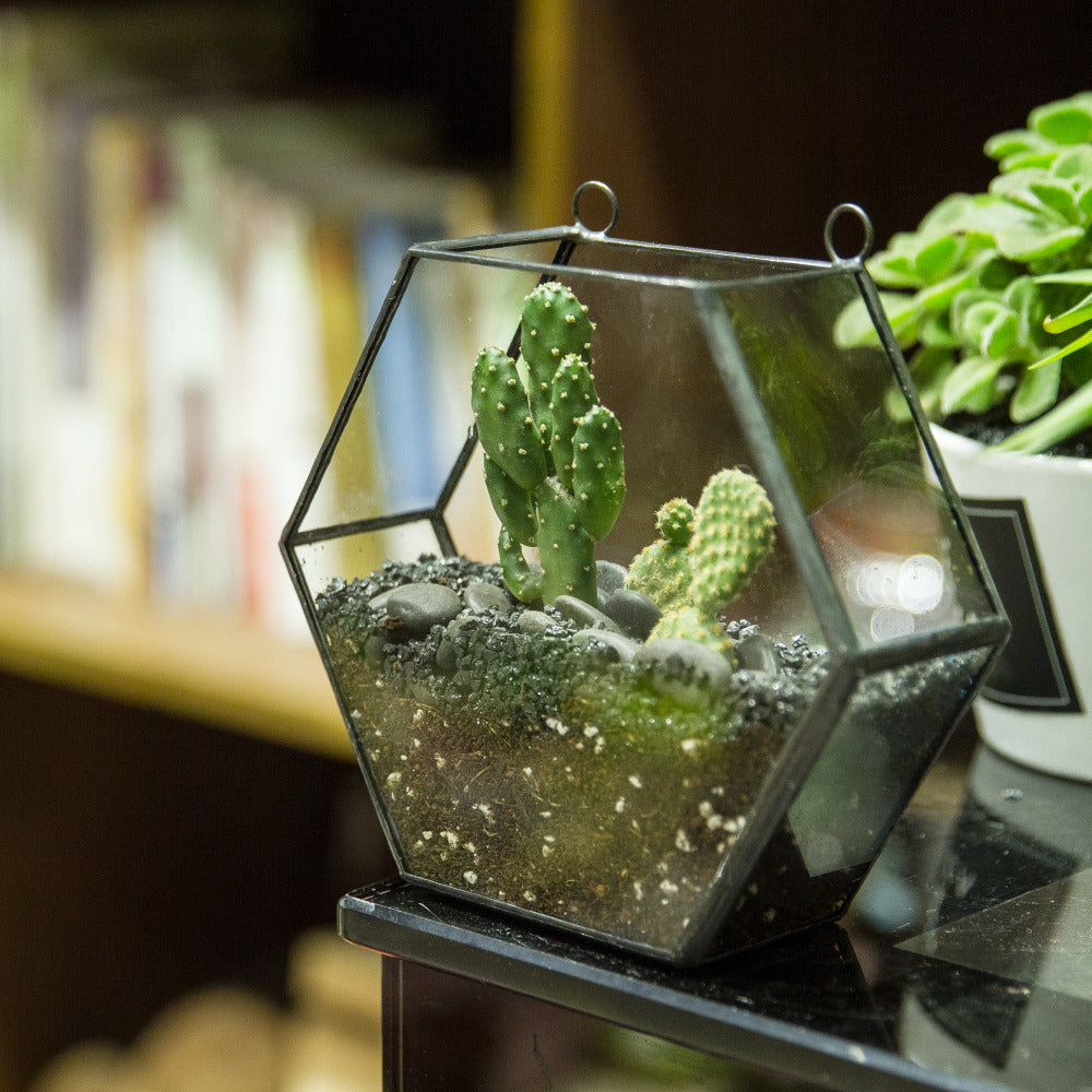  hexagon hanging terrarium for a minimalist home