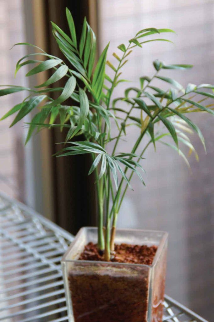 Parlor Palm unkillable house plant