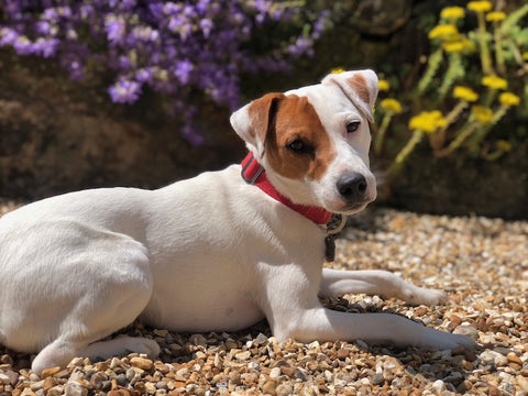 JRT with red collar