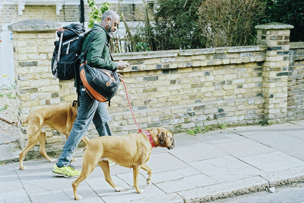 trotting home