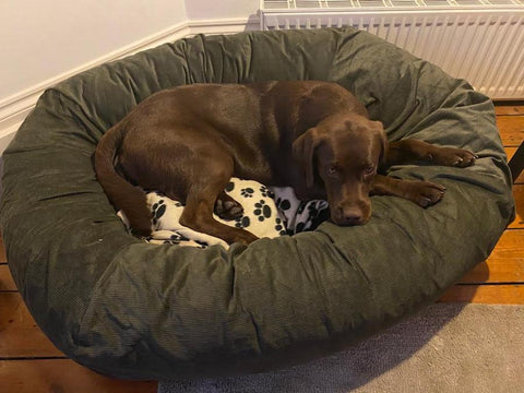 argo chocolate lab