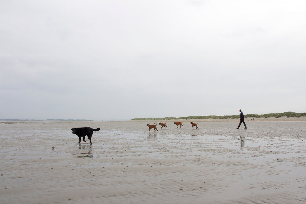 beach dogs