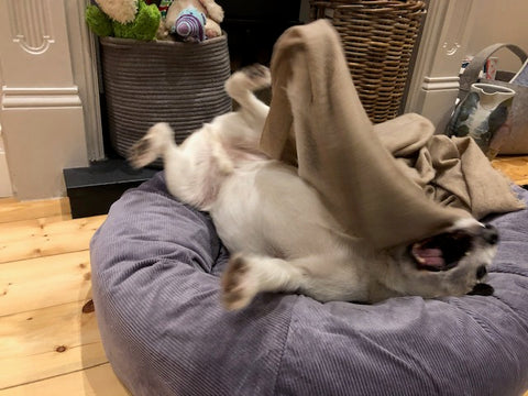 bed for parsons terrier