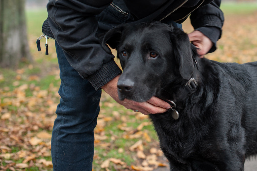 good collar for a black lab