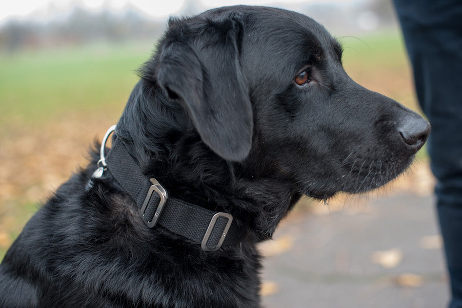 black cotton dog collar