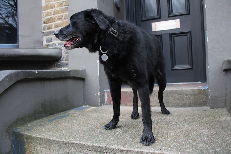 black cotton dog collar