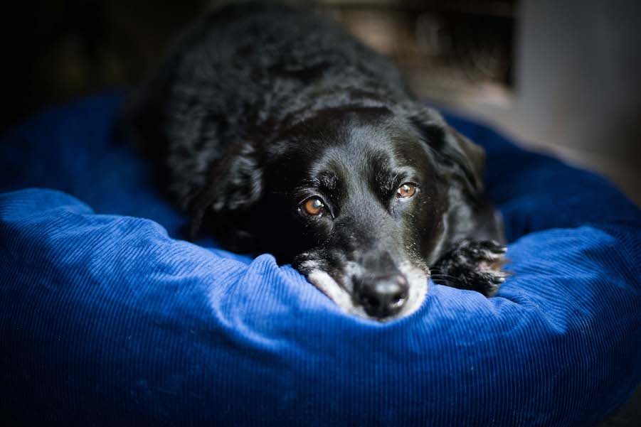 blue corduroy dog bed