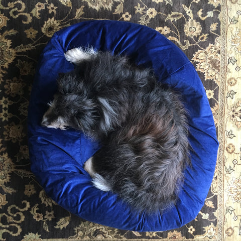 blue dog bed