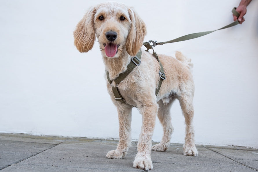 cockapoo harness