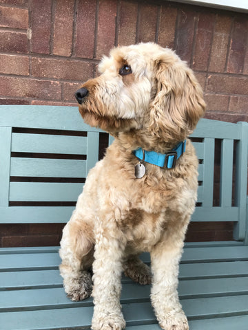 soft comfy collar cockapoo