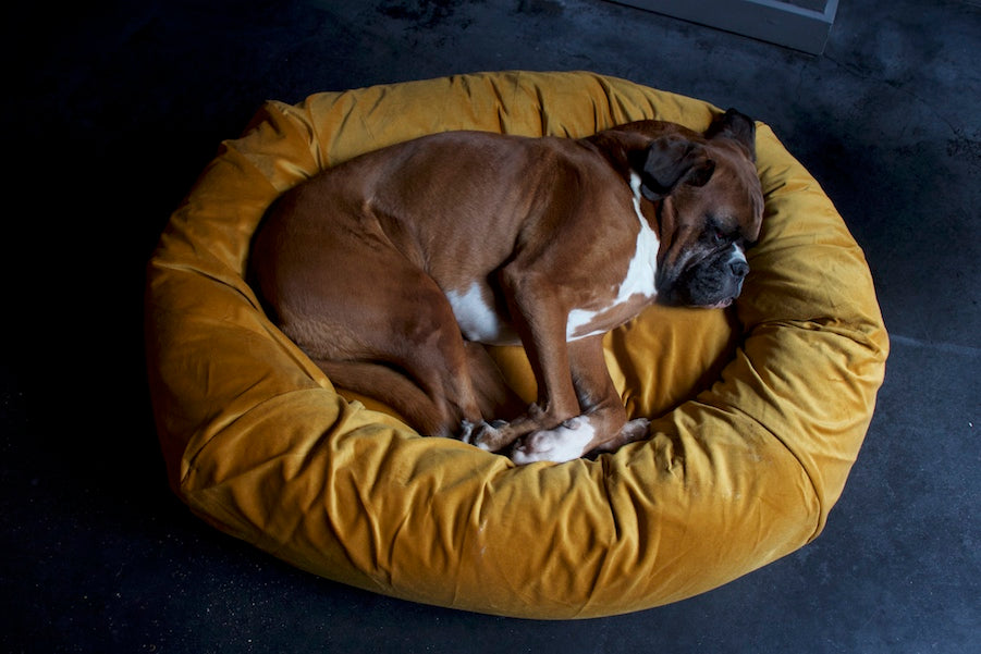 comfortable dog bed