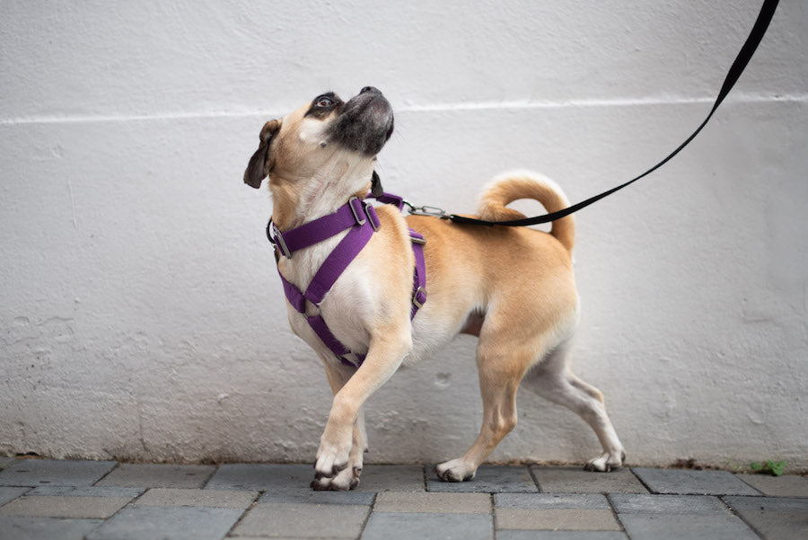 comfy adjustable purple harness for a small dog