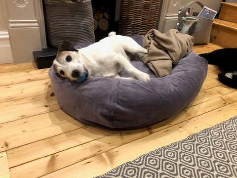 comfy bed for terrier