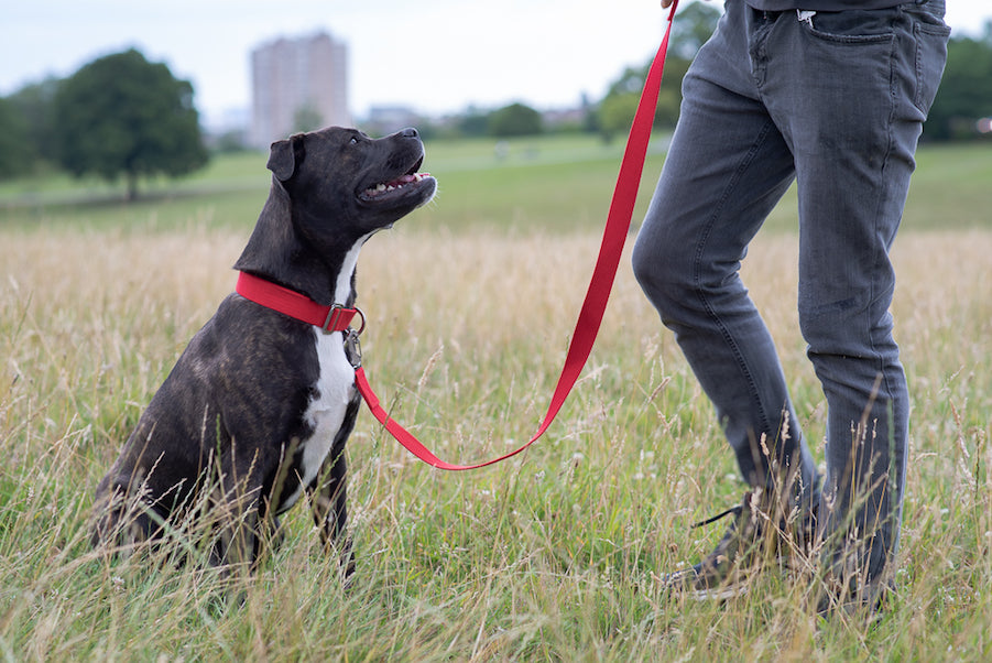 What size collar for my dog? – HINDQUARTERS