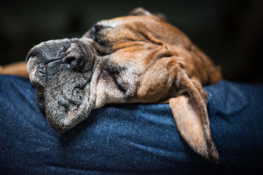 comfy dog bed with denim cover