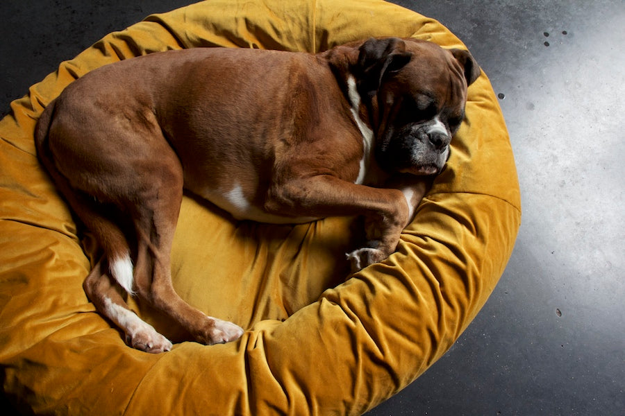 comfy dog bed with plush covers