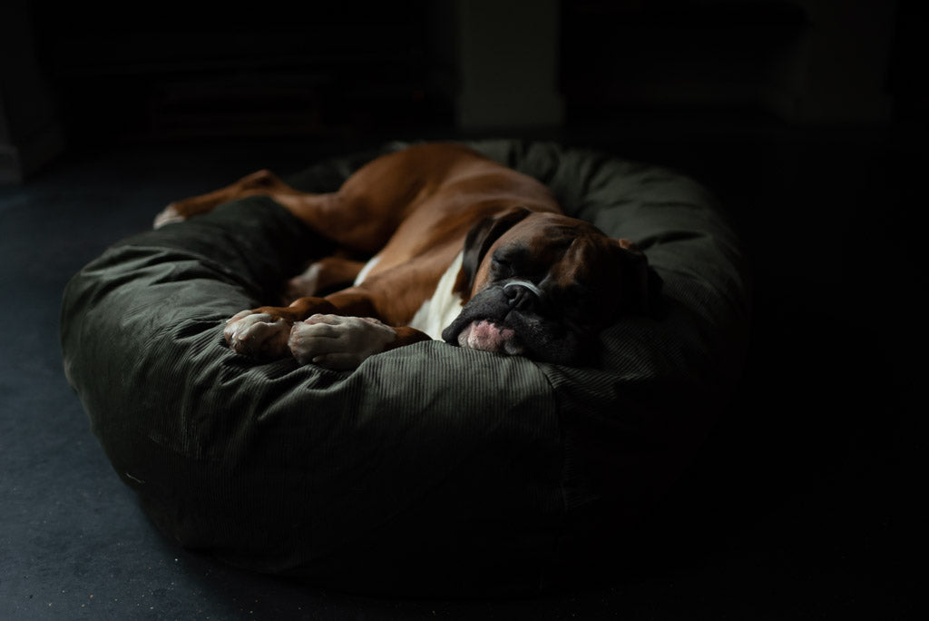 comfy green dog bed