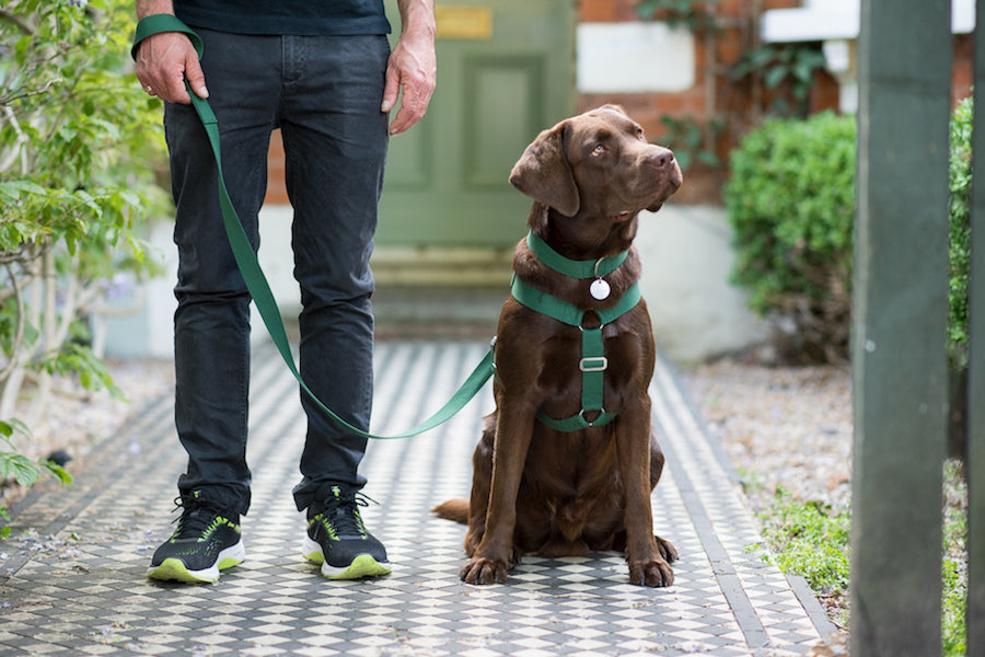 comfy green harness for dog