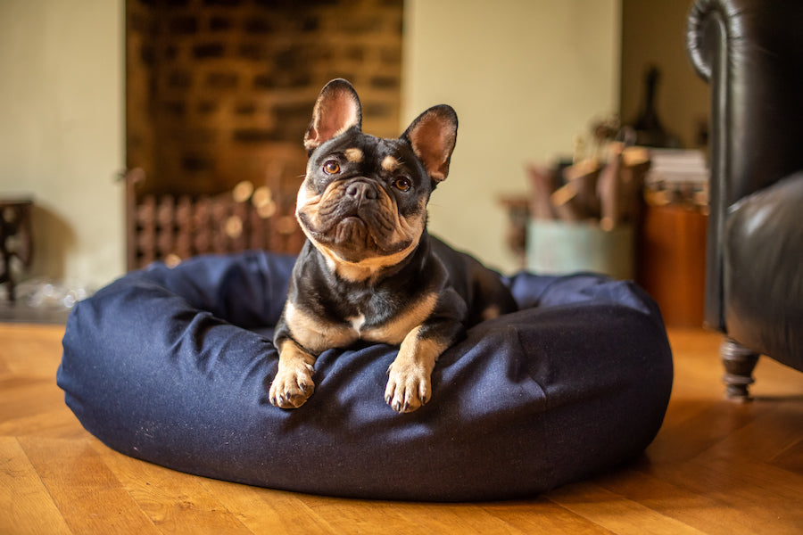 denim dog bed for french bulldog