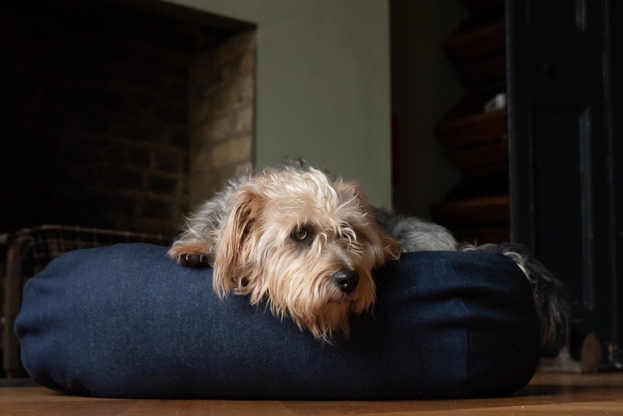 denim dog bed with bolster