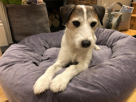 dog bed for parson terrier
