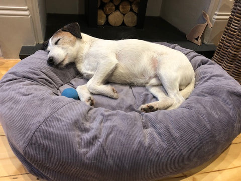 dog bed for terrier