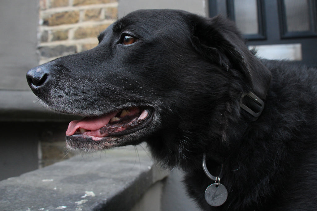 What color collar looks best on a black dog