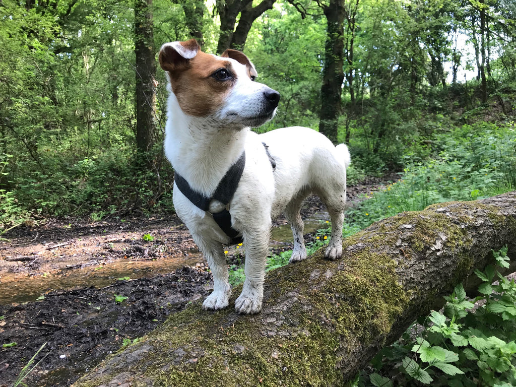 dog on a log