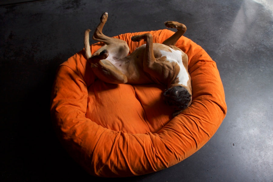dog sleeping upside down on a dog bed