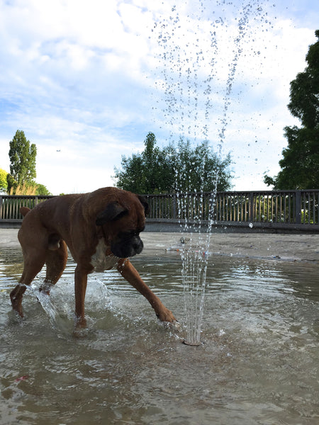 dog splashing