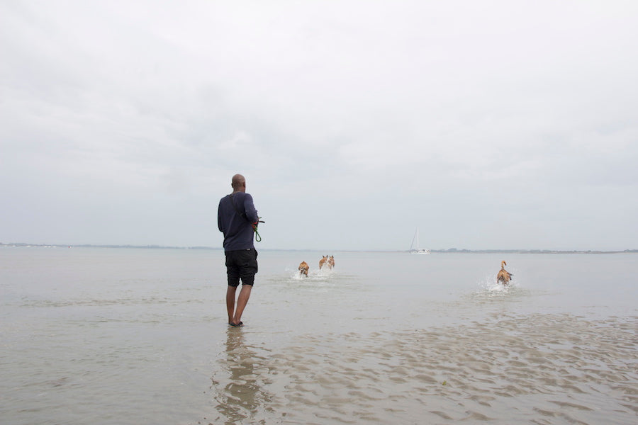 dogs on the beach