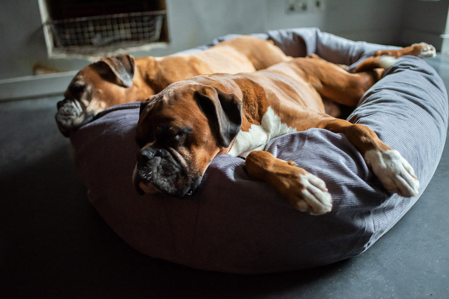 double dog bed