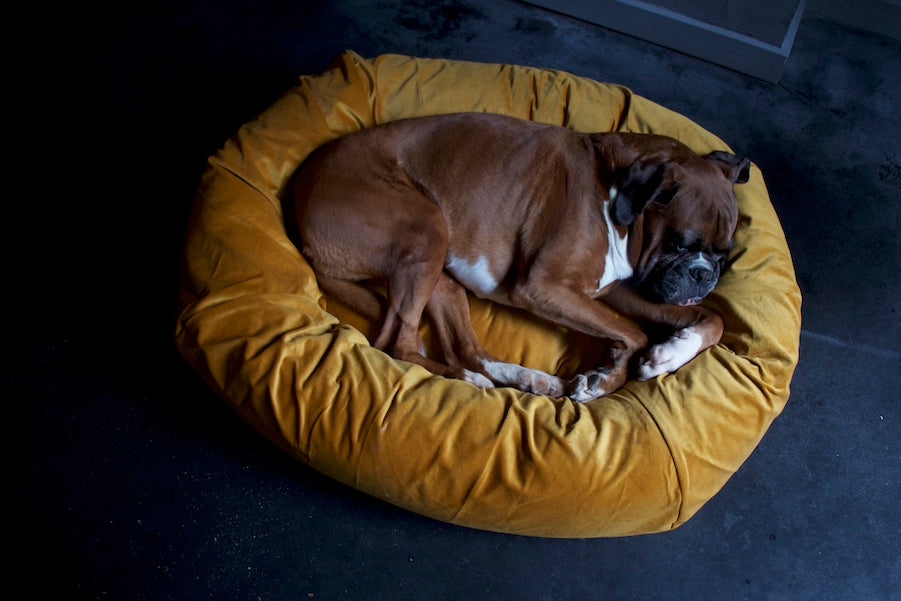 gold velvet dog bed