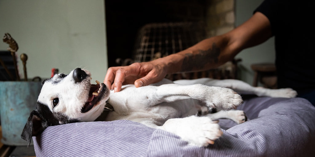 good bed for terrier