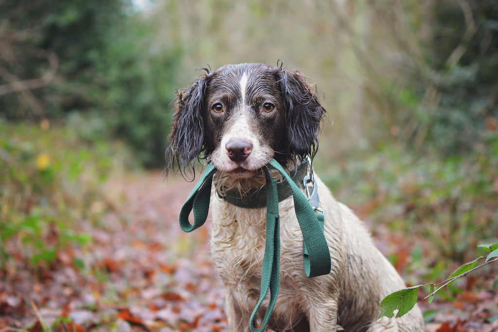 green collar and lead for a springer spaniel