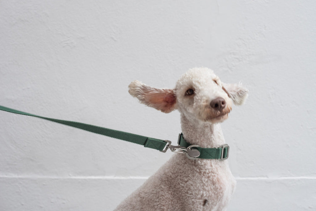 green collar and lead for bedlington