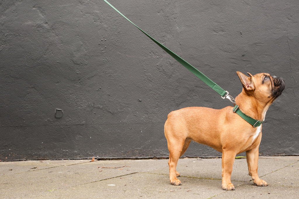 green collar and lead for a frenchie
